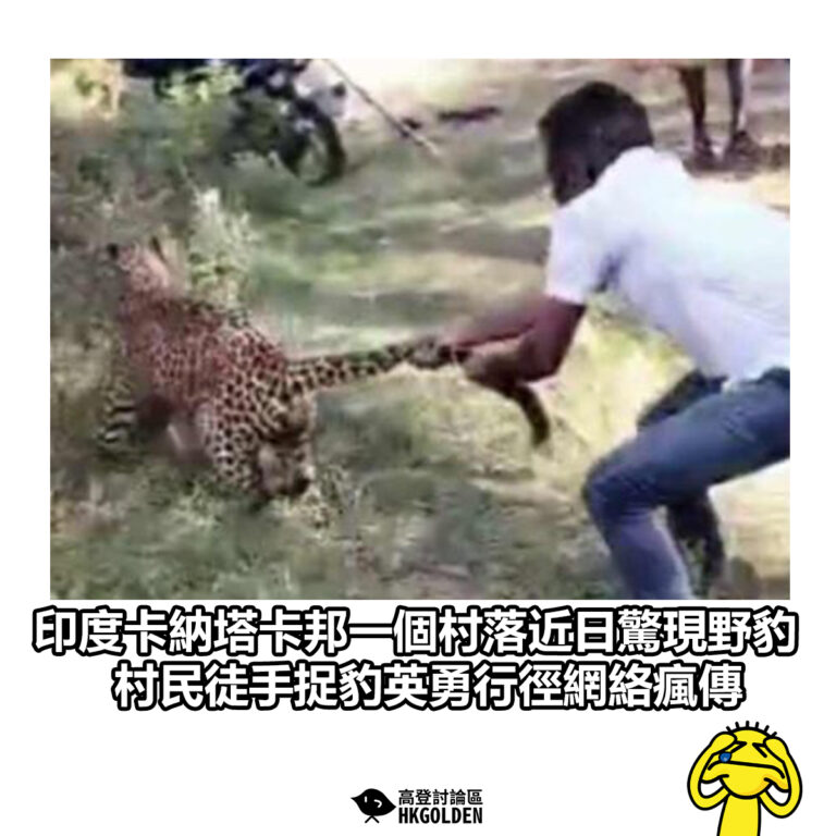 【印度卡納塔卡邦一個村落近日驚現野豹 村民徒手捉豹英勇行徑網絡瘋傳】