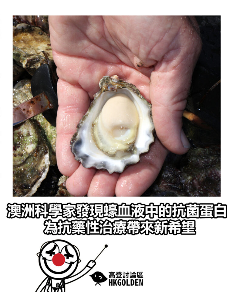 【澳洲科學家發現蠔血液中的抗菌蛋白 為抗藥性治療帶來新希望】