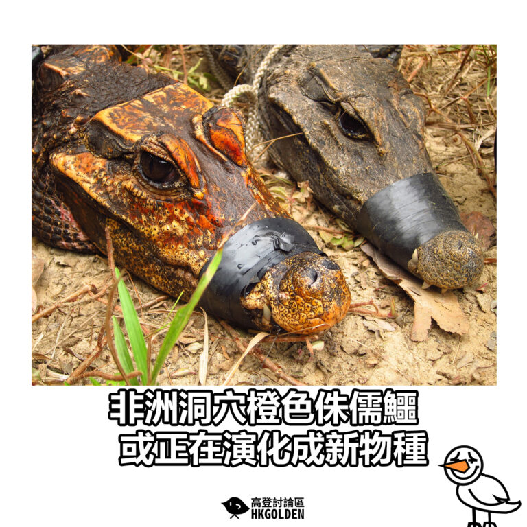 【非洲洞穴橙色侏儒鱷 或正在演化成新物種】