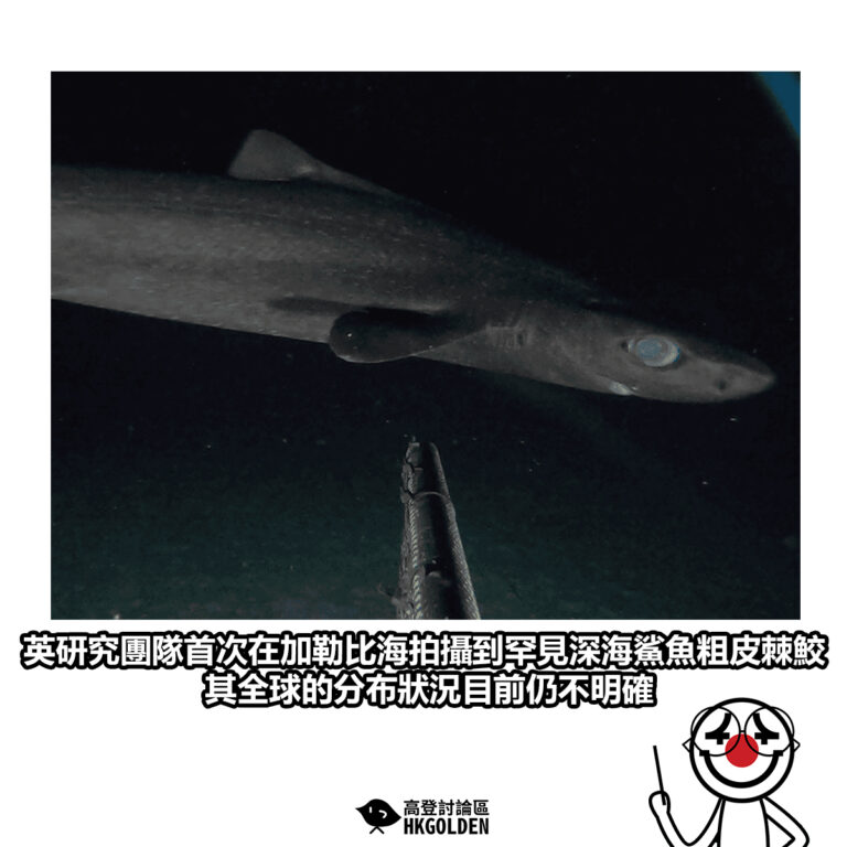 【英研究團隊首次在加勒比海拍攝到罕見深海鯊魚粗皮棘鮫 其全球的分布狀況目前仍不明確】