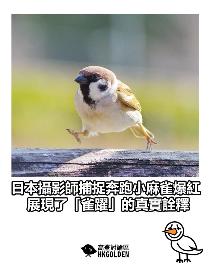 fgdgsdgsg