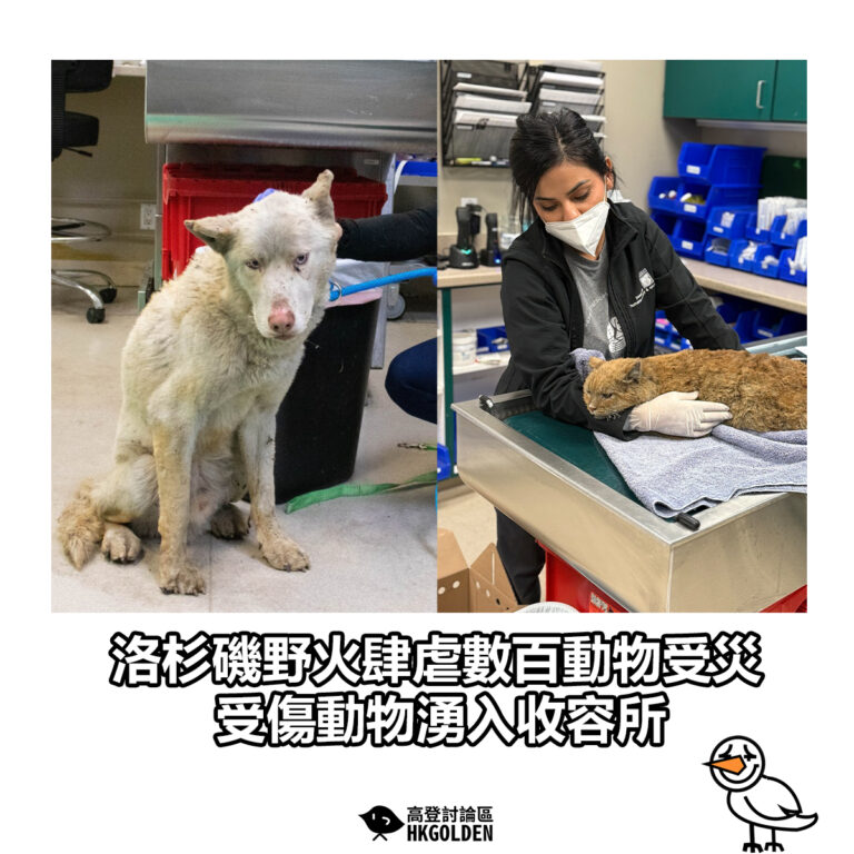 【洛杉磯野火肆虐數百動物受災 受傷動物湧入收容所】