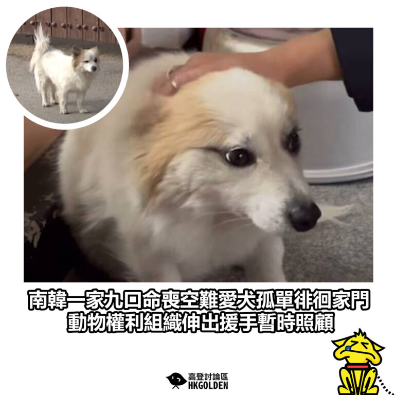 【南韓一家九口命喪空難愛犬孤單徘徊家門 動物權利組織伸出援手暫時照顧】