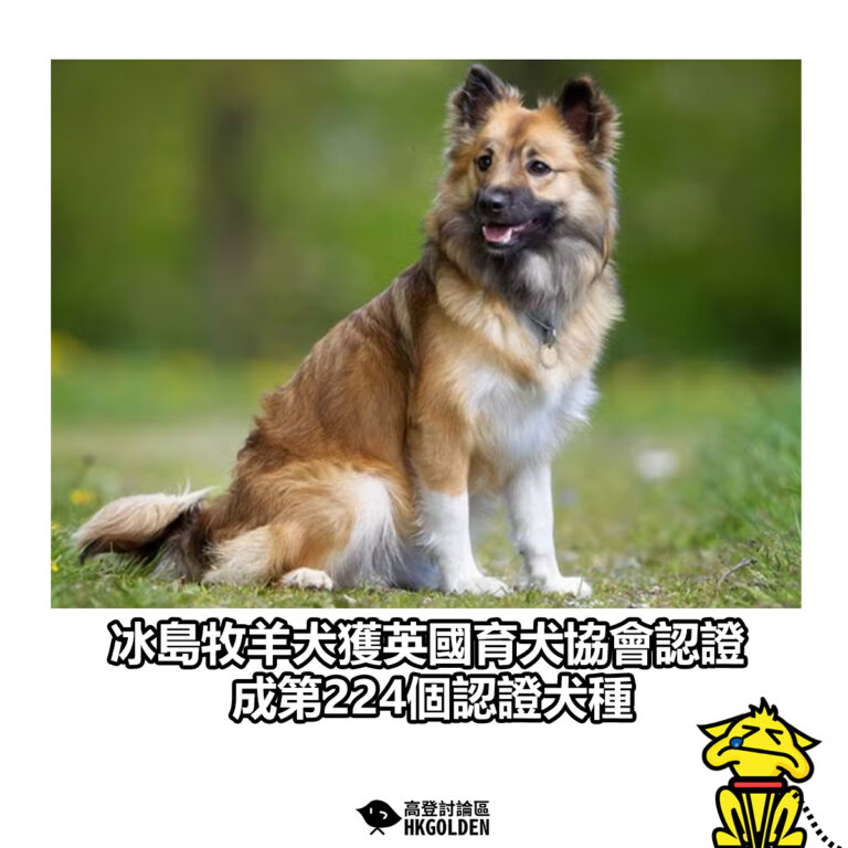 【冰島牧羊犬獲英國育犬協會認證 成第224個認證犬種】