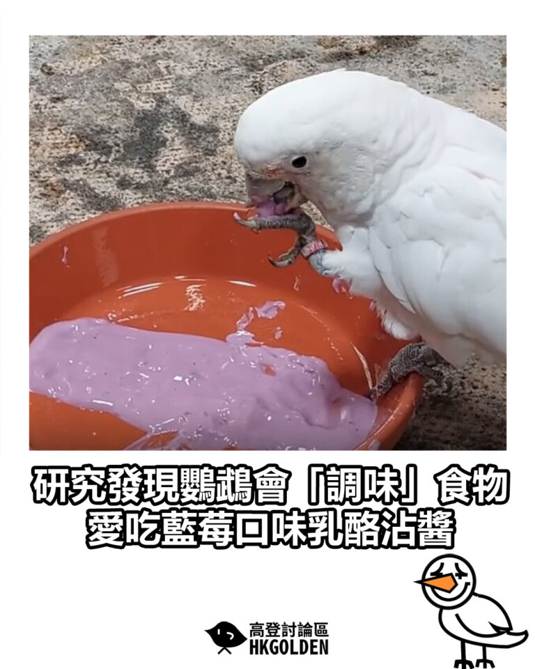 【研究發現鸚鵡會「調味」食物　愛吃藍莓口味乳酪沾醬】