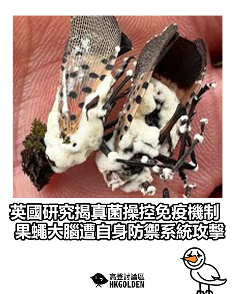 【英國研究揭真菌操控免疫機制　果蠅大腦遭自身防禦系統攻擊】