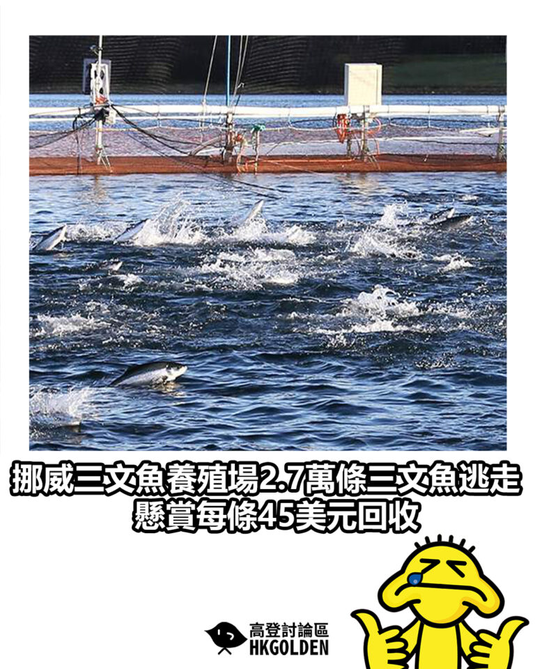 【挪威三文魚養殖場2.7萬條三文魚逃走　懸賞每條45美元回收】
