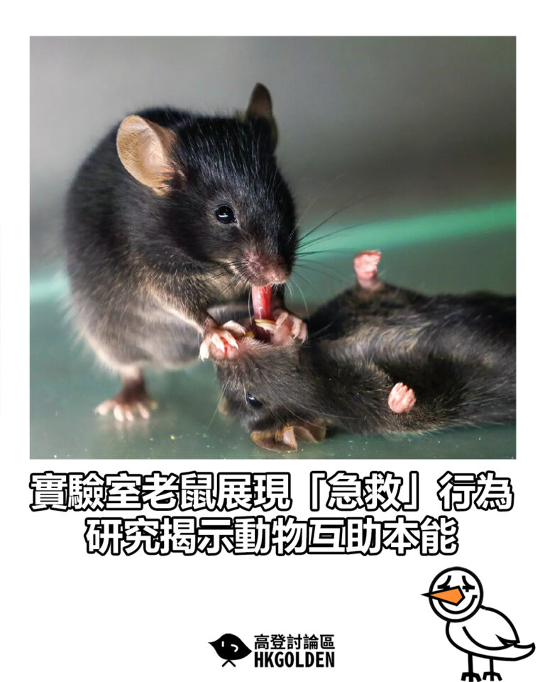 【實驗室老鼠展現「急救」行為 研究揭示動物互助本能】