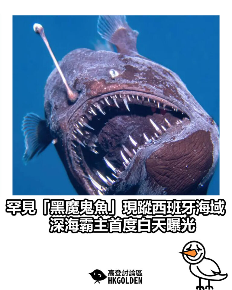 【罕見「黑魔鬼魚」現蹤西班牙海域 深海霸主首度白天曝光】