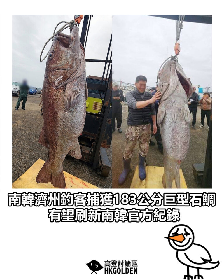 【南韓濟州釣客捕獲183公分巨型石鯛　有望刷新南韓官方紀錄】