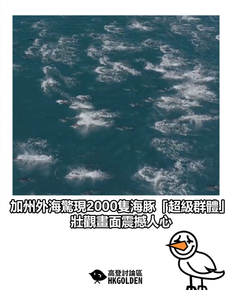 【加州外海驚現2000隻海豚「超級群體」　壯觀畫面震撼人心】