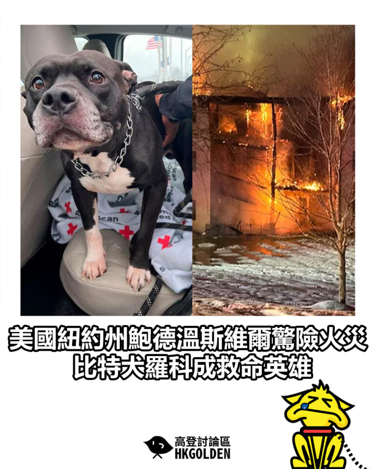 【美國紐約州鮑德溫斯維爾驚險火災 比特犬羅科成救命英雄】