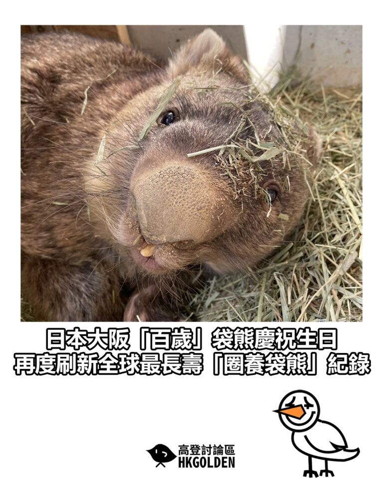 【日本大阪「百歲」袋熊 慶祝生日　再度刷新全球最長壽「圈養袋熊」紀錄】
