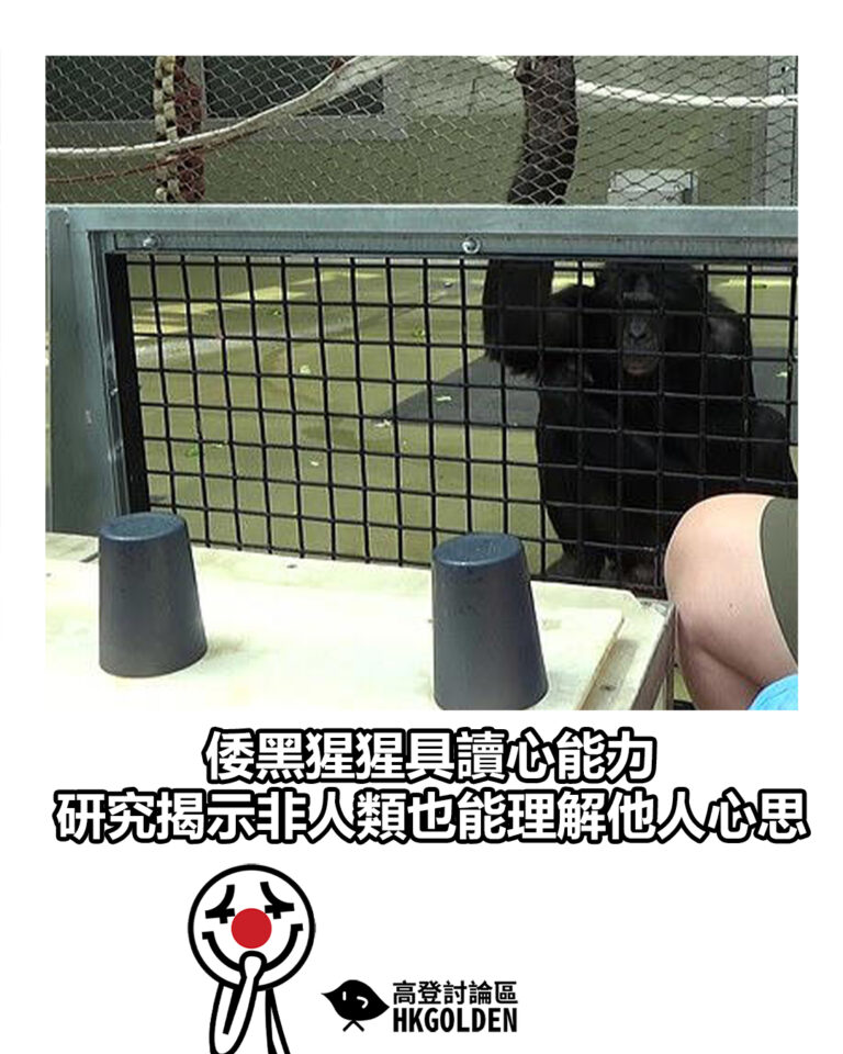 【倭黑猩猩具讀心能力 研究揭示非人類也能理解他人心思】