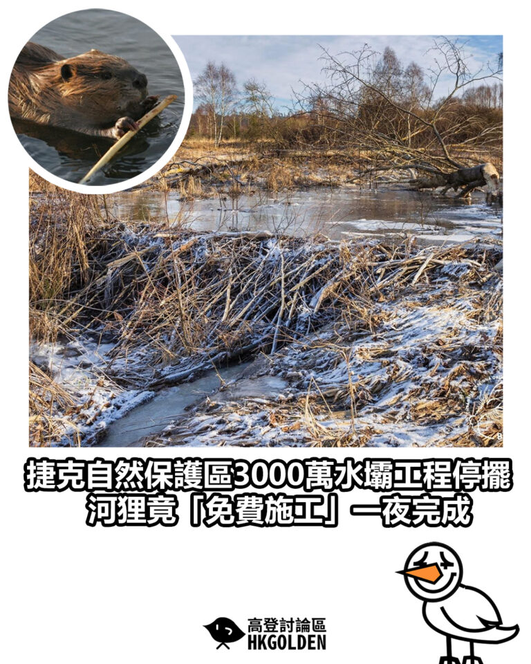 【捷克自然保護區3000萬水壩工程停擺 河狸竟「免費施工」一夜完成】