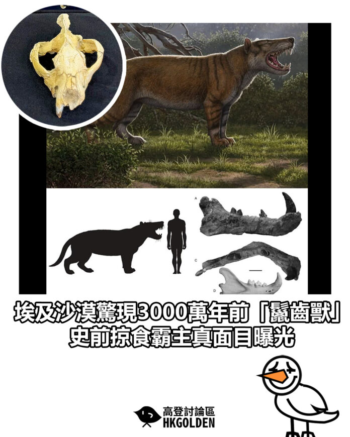 gsdgsg