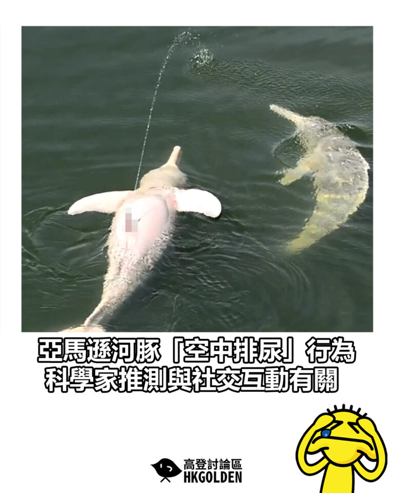 【亞馬遜河豚「空中排尿」行為 科學家推測與社交互動有關】