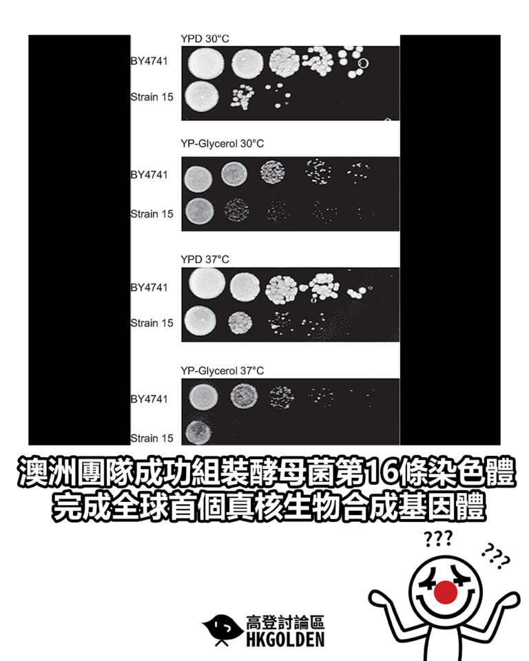 【澳洲團隊成功組裝酵母菌第16條染色體 完成全球首個真核生物合成基因體】
