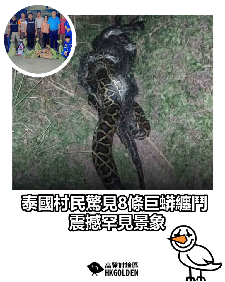 【泰國村民驚見8條巨蟒纏鬥 震撼罕見景象】
