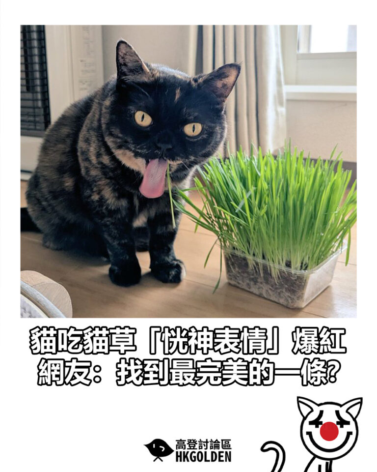 【貓吃貓草「恍神表情」爆紅  網友：找到最完美的一條？】