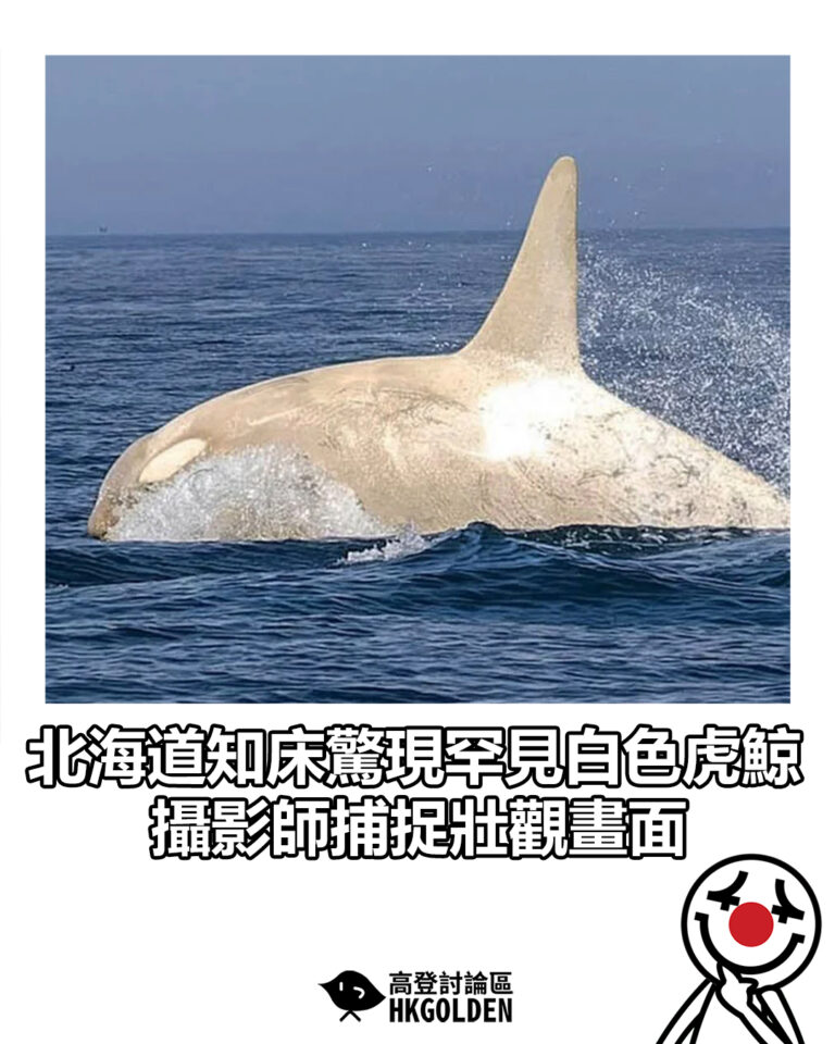 【北海道知床驚現罕見白色虎鯨 攝影師捕捉壯觀畫面】