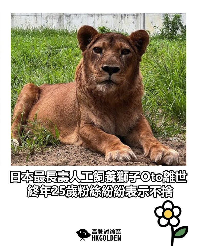 【日本最長壽人工飼養獅子Oto離世  終年25歲粉絲紛紛表示不捨】
