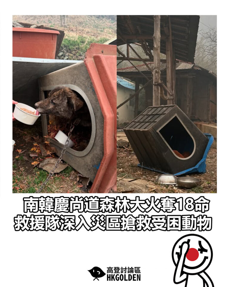 【南韓慶尚道森林大火奪18命 救援隊深入災區搶救受困動物】