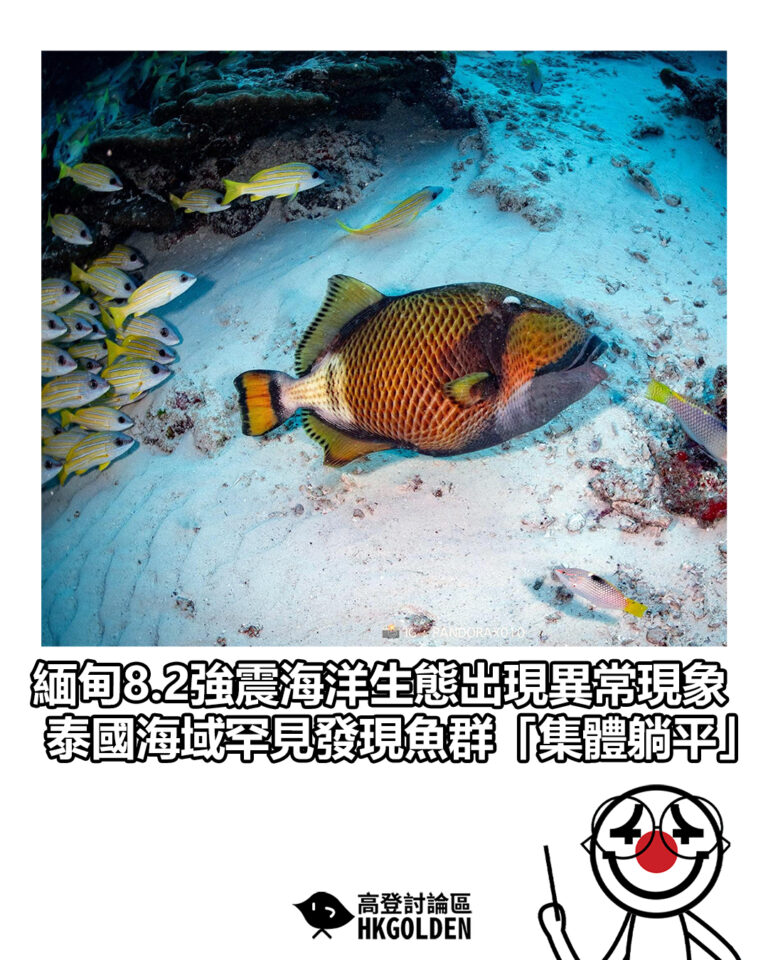 【緬甸8.2強震海洋生態出現異常現象 泰國海域罕見發現魚群「集體躺平」】