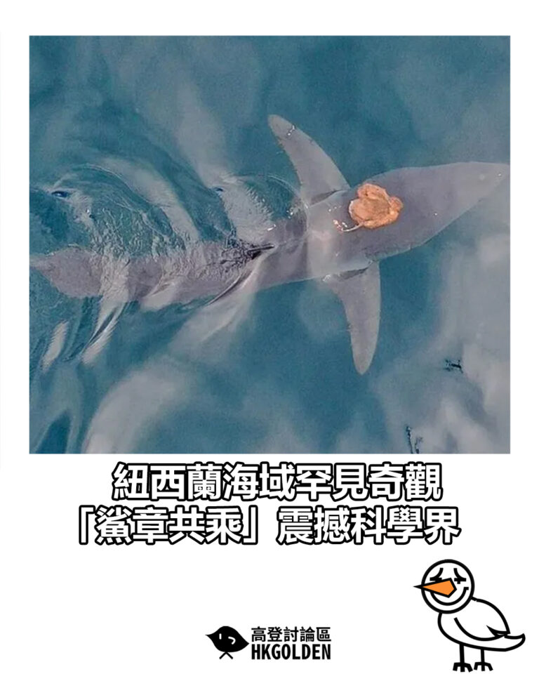 【紐西蘭海域罕見奇觀 「鯊章共乘」震撼科學界】