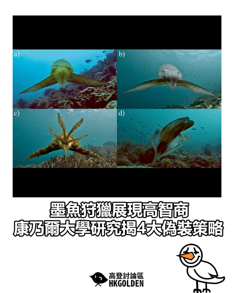 【墨魚狩獵展現高智商 康乃爾大學研究揭4大偽裝策略】