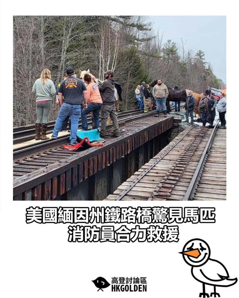 【美國緬因州鐵路橋驚見馬匹　消防員合力救援】