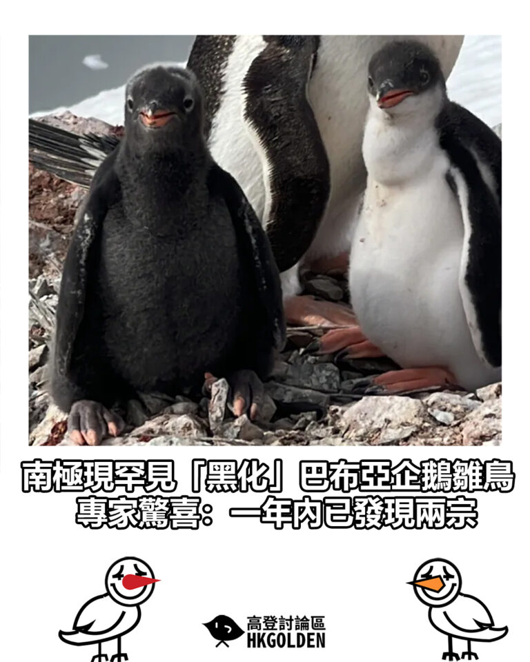 【南極現罕見「黑化」巴布亞企鵝雛鳥　專家驚喜：一年內已發現兩宗】