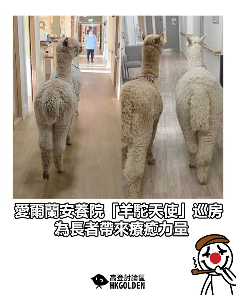 【愛爾蘭安養院「羊駝天使」巡房 為長者帶來療癒力量】