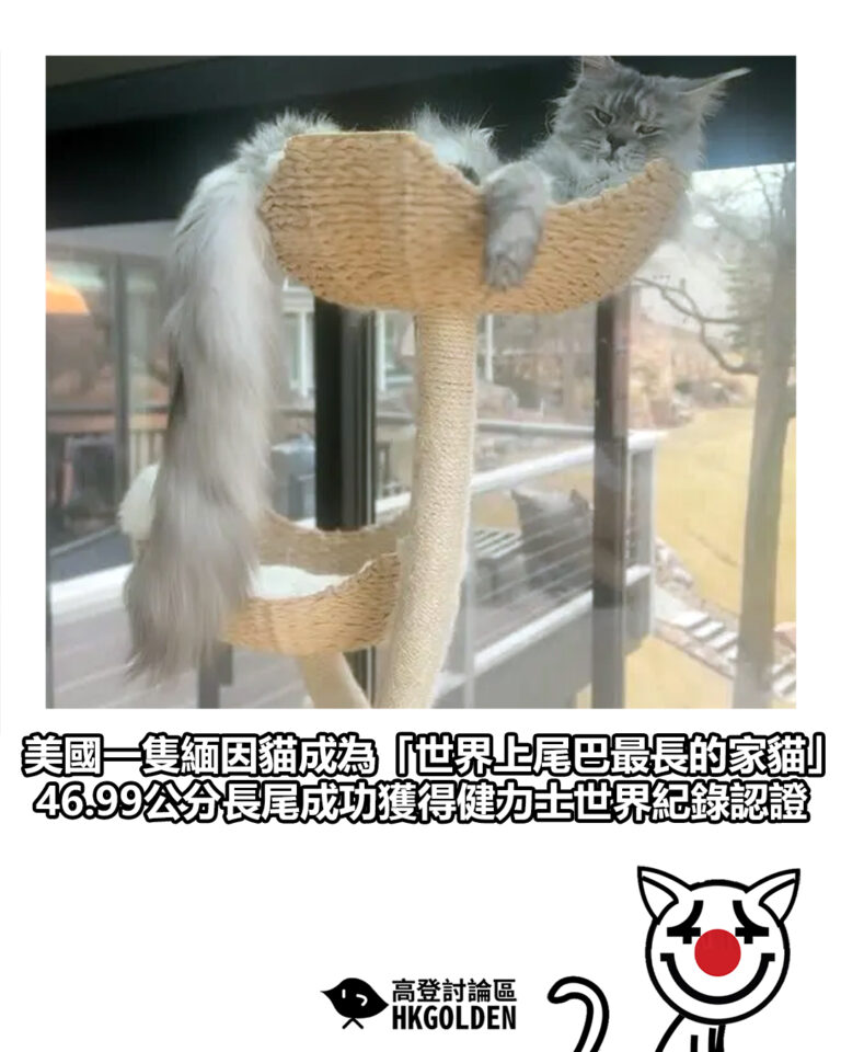 【美國一隻緬因貓成為「世界上尾巴最長的家貓」　46.99公分長尾成功獲得健力士世界紀錄認證】