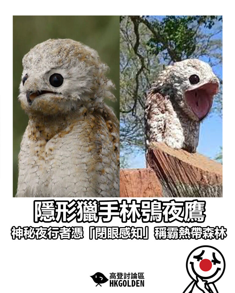【隱形獵手林鴞夜鷹 神秘夜行者憑「閉眼感知」稱霸熱帶森林】