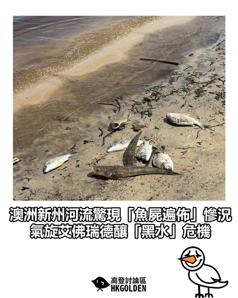 【澳洲新州河流驚現「魚屍遍佈」慘況 氣旋艾佛瑞德釀「黑水」危機】