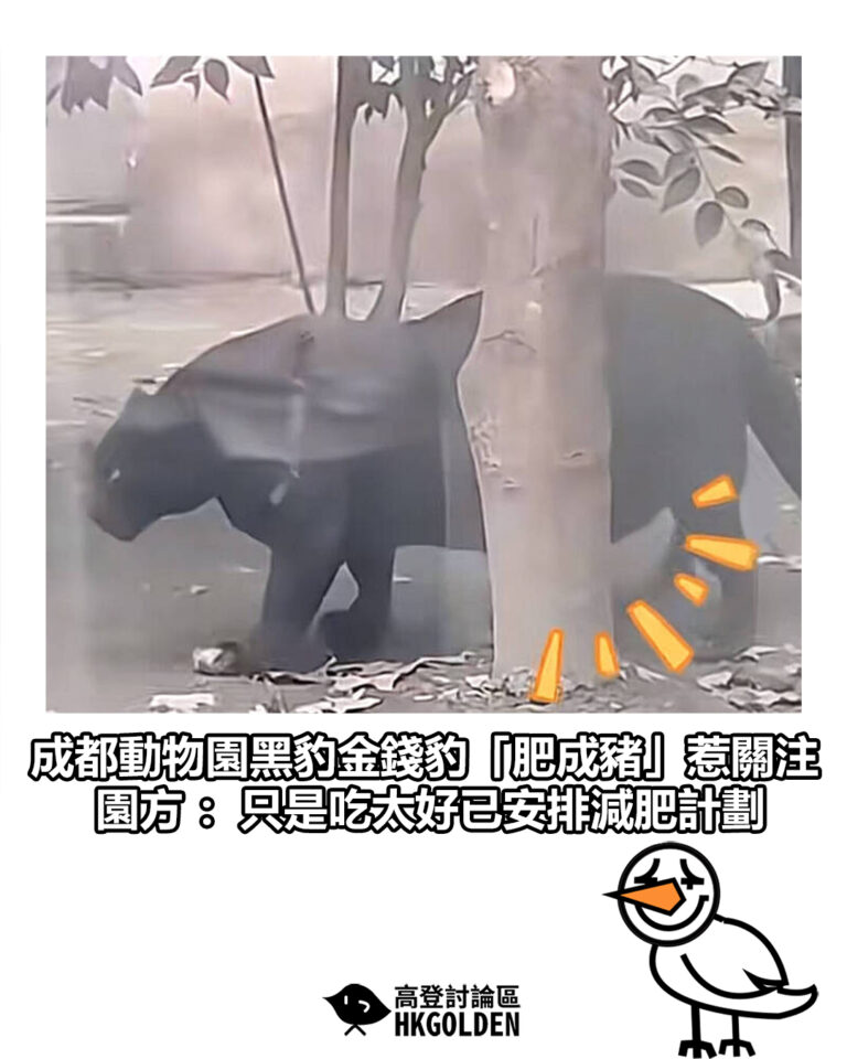 【成都動物園黑豹金錢豹「肥成豬」惹關注  園方 ：只是吃太好已安排減肥計劃】