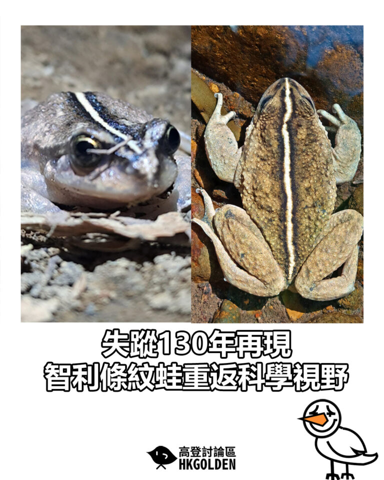 【失蹤130年再現 智利條紋蛙重返科學視野】