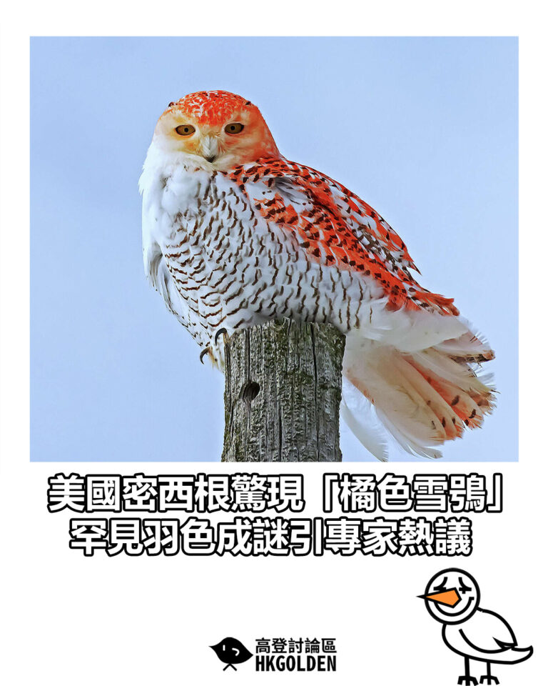 【美國密西根驚現「橘色雪鴞」 罕見羽色成謎引專家熱議】