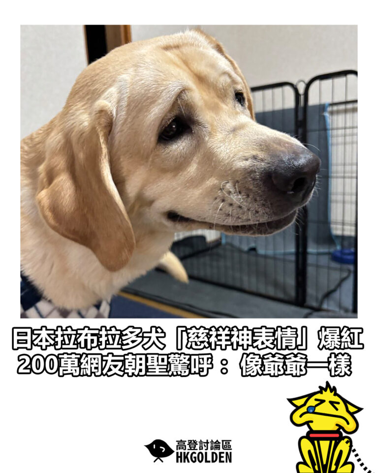【日本拉布拉多犬「慈祥神表情」爆紅 200萬網友朝聖驚呼：像爺爺一樣】