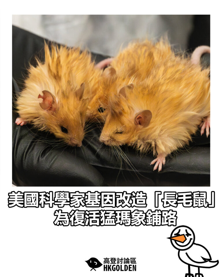【美國科學家基因改造「長毛鼠」 為復活猛瑪象鋪路】
