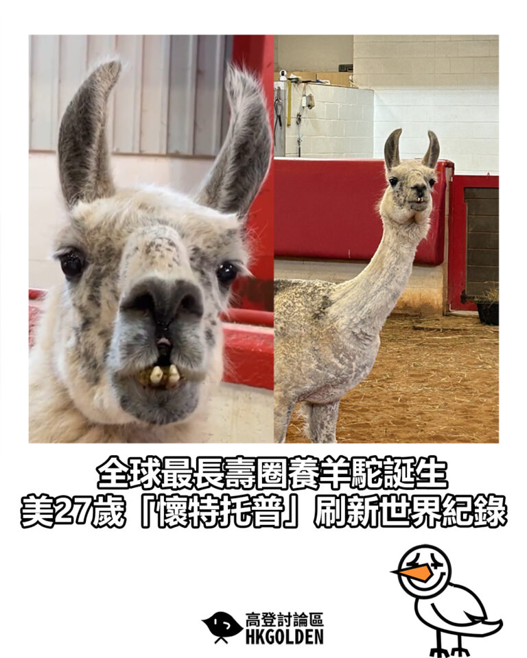 【全球最長壽圈養羊駝誕生 美27歲「懷特托普」刷新世界紀錄】