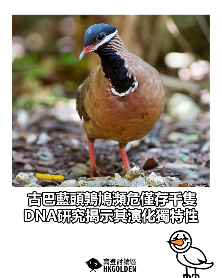 【古巴藍頭鶉鳩瀕危僅存千隻 DNA研究揭示其演化獨特性】
