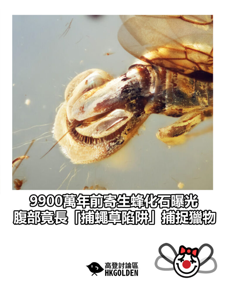 【9900萬年前寄生蜂化石曝光 腹部竟長「捕蠅草陷阱」捕捉獵物】