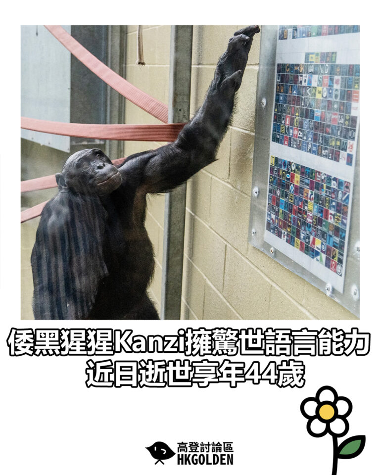【倭黑猩猩Kanzi擁驚世語言能力 近日逝世享年44歲】