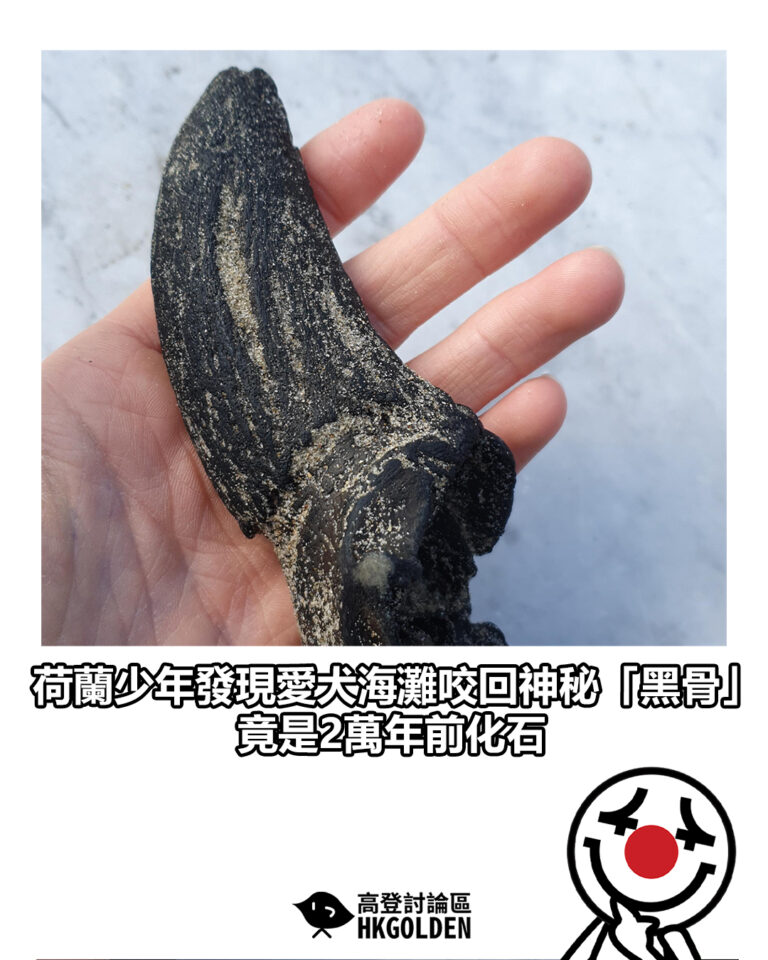 【荷蘭少年發現愛犬海灘咬回神秘「黑骨」 竟是2萬年前化石】