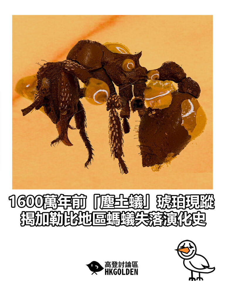 【1600萬年前「塵土蟻」琥珀現蹤　揭加勒比地區螞蟻失落演化史】