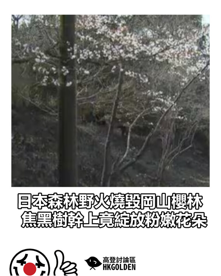 【日本森林野火燒毀岡山櫻林　焦黑樹幹上竟綻放粉嫩花朵　】
