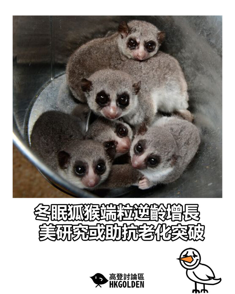 【冬眠狐猴端粒逆齡增長 美研究或助抗老化突破】