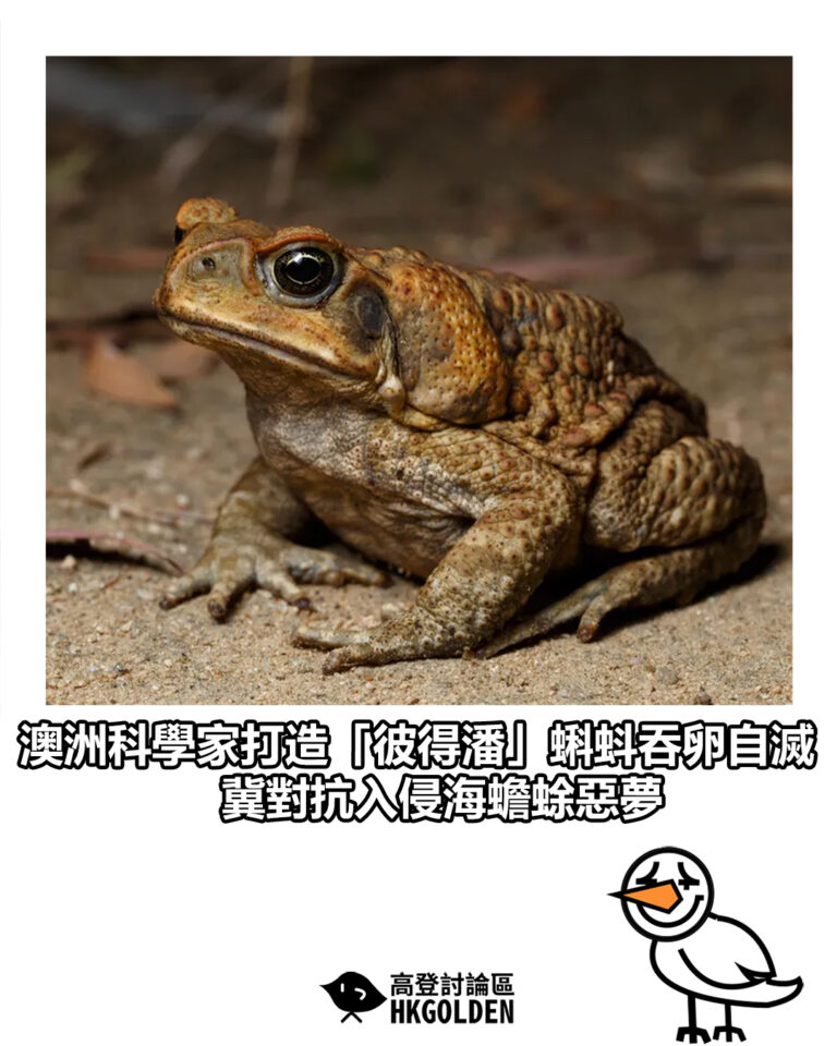 【澳洲科學家打造「彼得潘」蝌蚪吞卵自滅　冀對抗入侵海蟾蜍惡夢】